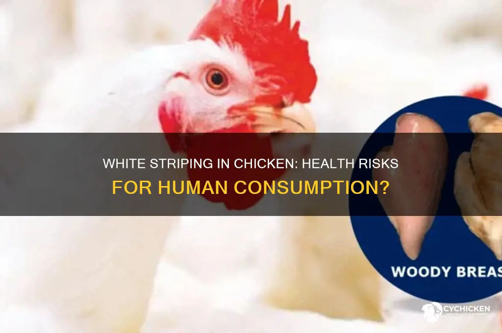 is white striping in chicken harmful to humans