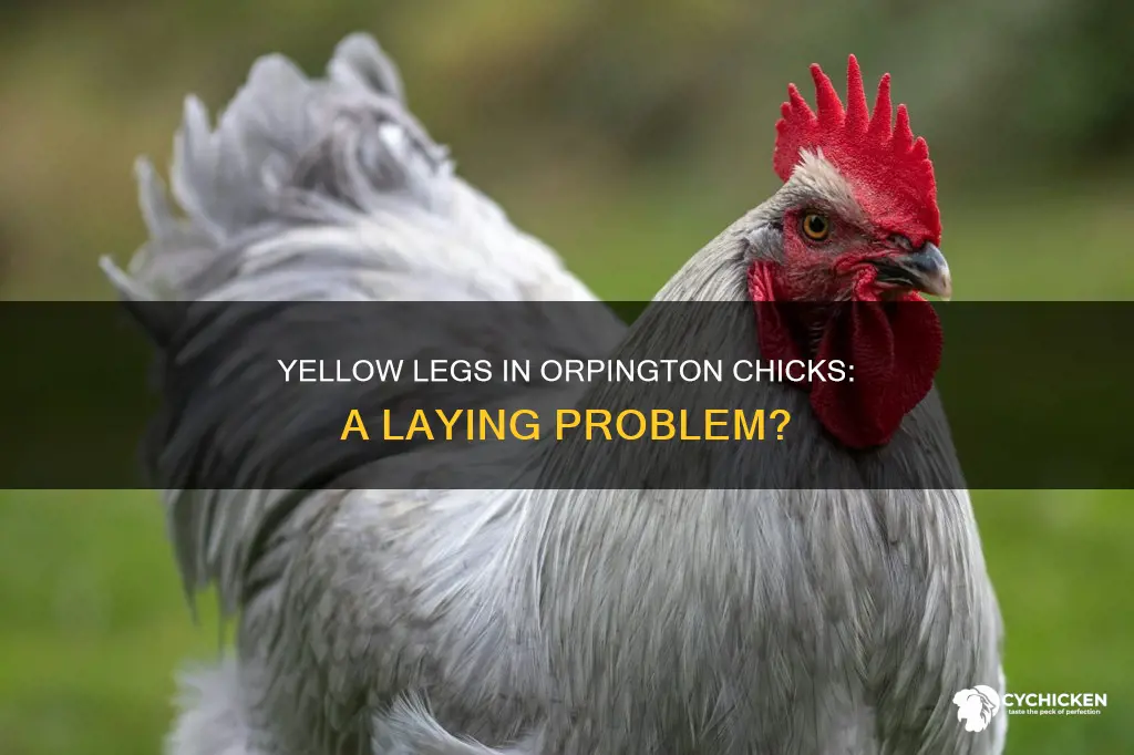 is yellow legs in orpington chicks a problem of rlaying