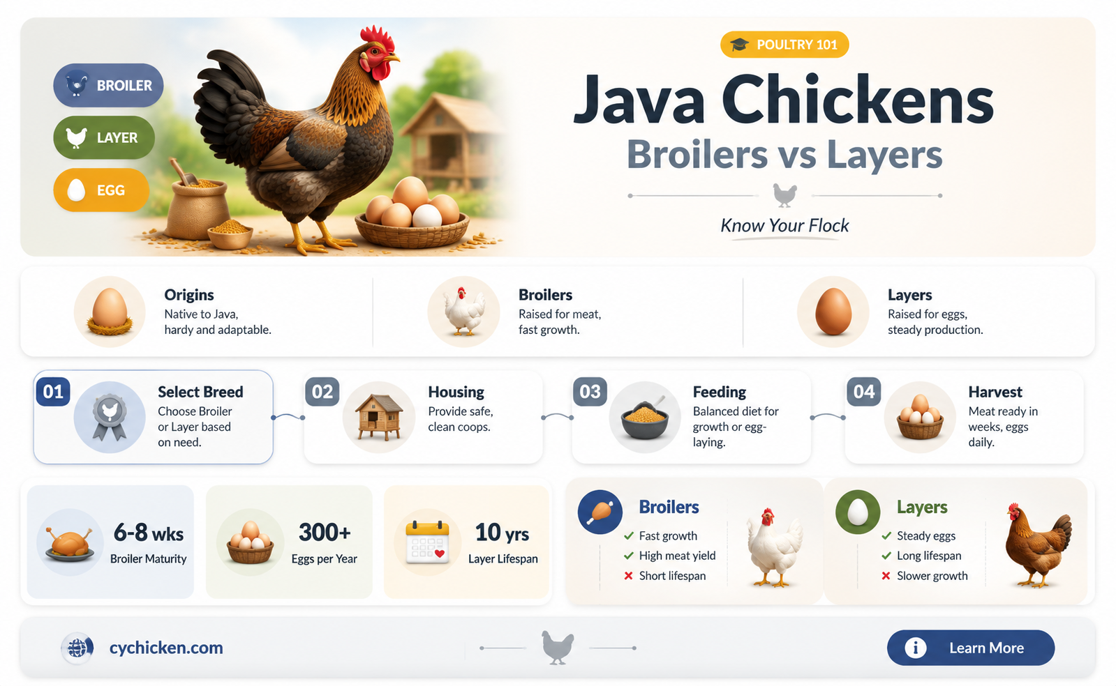 are java chicken a broiler or layer