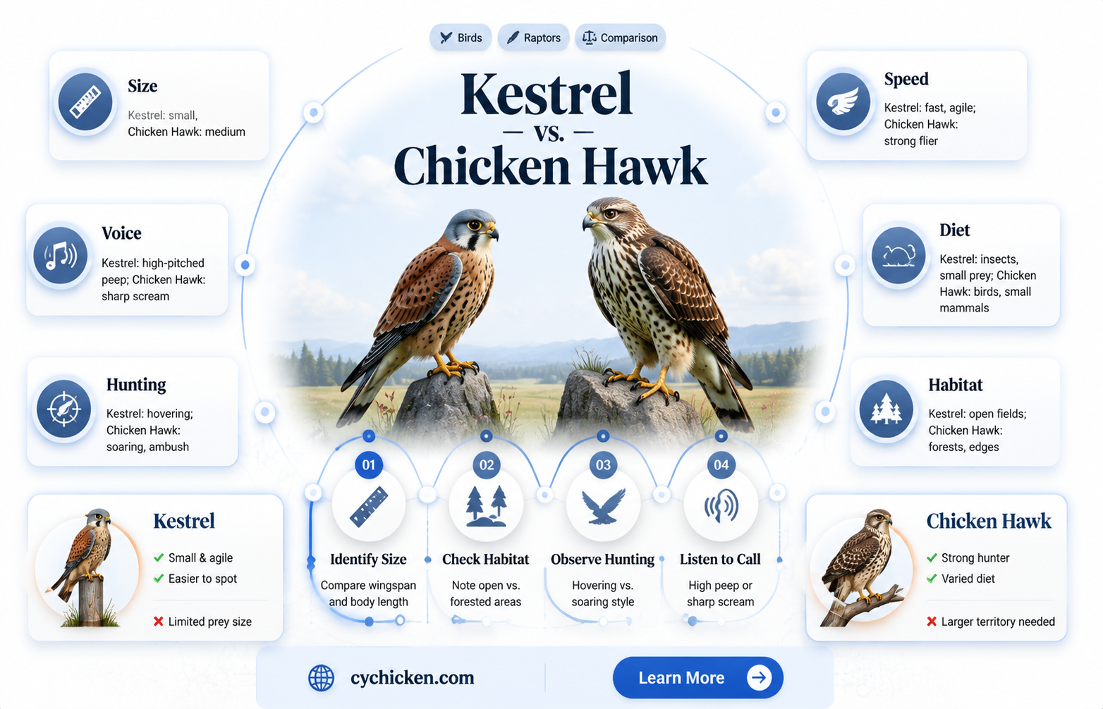 are kestrel and chicken hawk the same thing