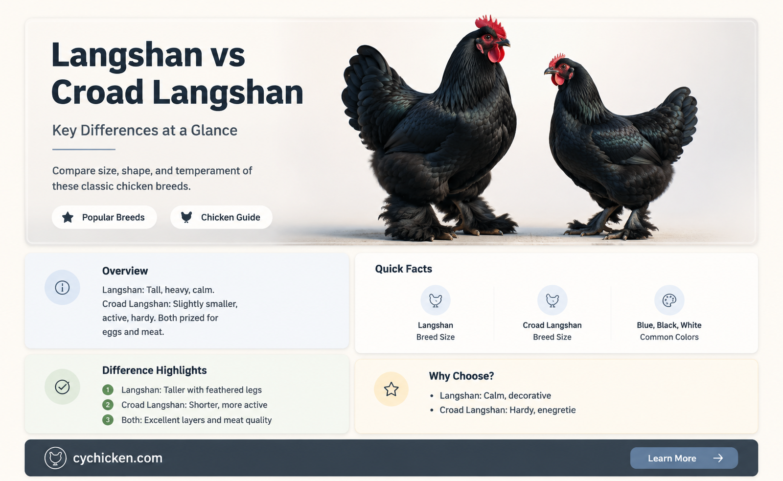 are langashan and croad langashan chicks the same thing