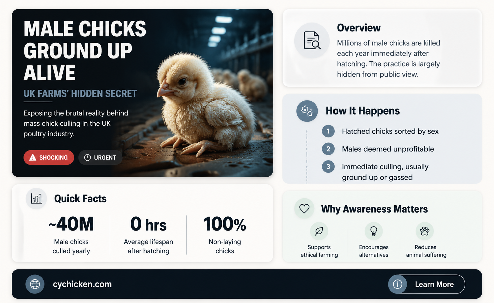 are male chicks ground up alive uk