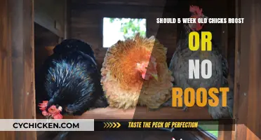 Roosting Chicks: To Roost or Not?