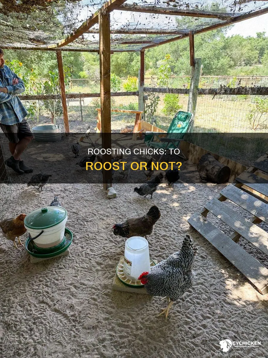 should 5 week old chicks roost or no roost