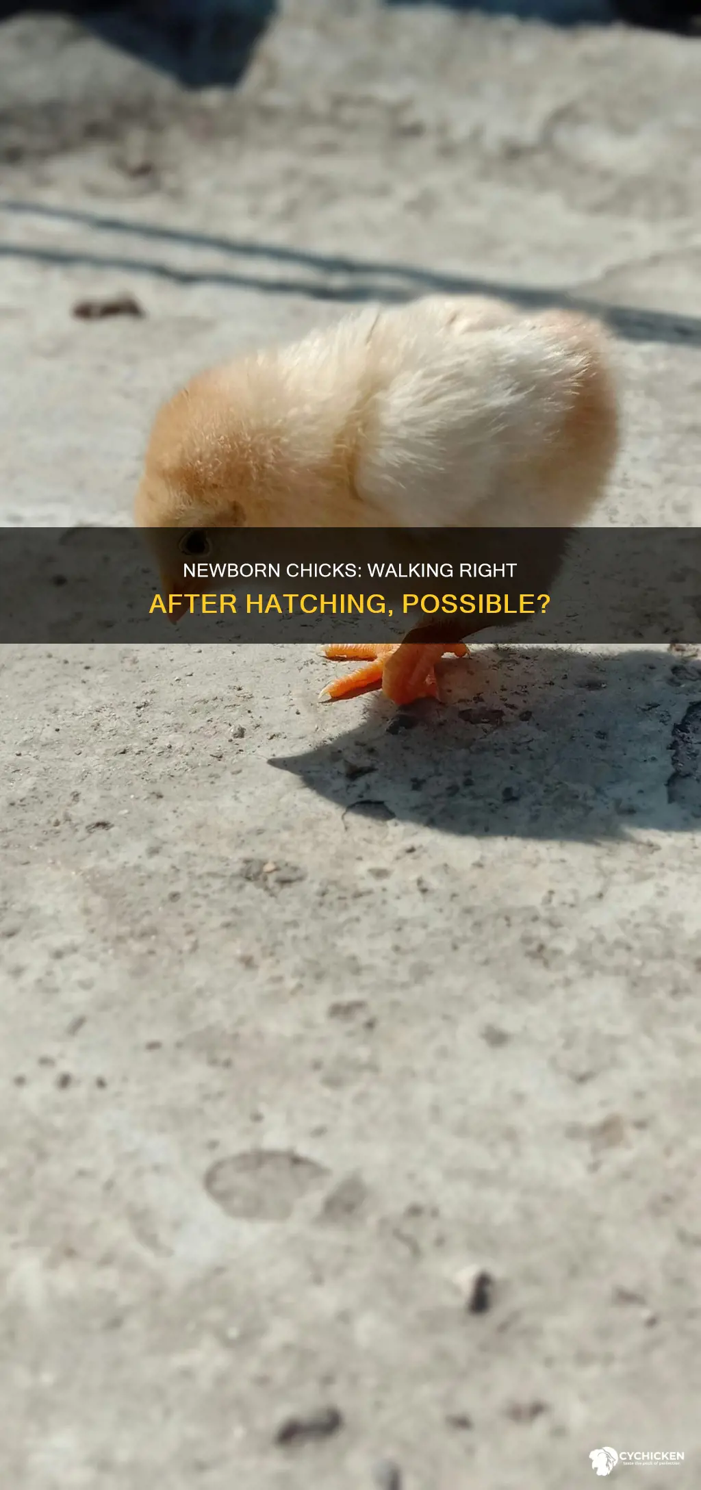 should a chick be able to walk right after hatching