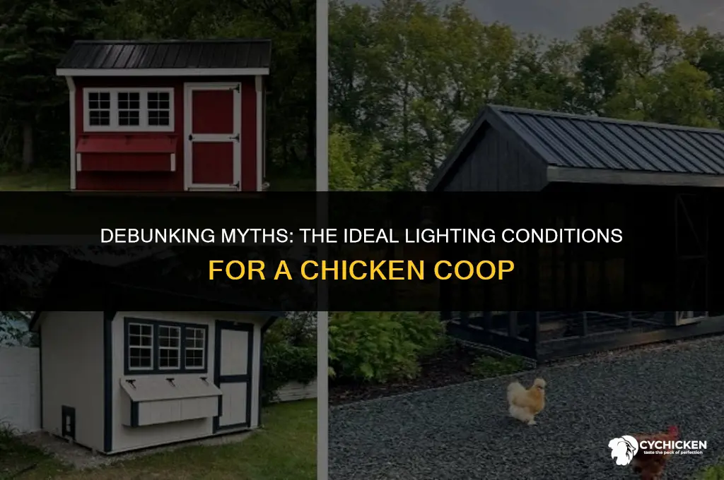 should a chicken coop be dark