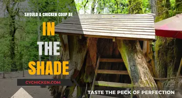 Sunny or Shady: The Great Chicken Coop Debate