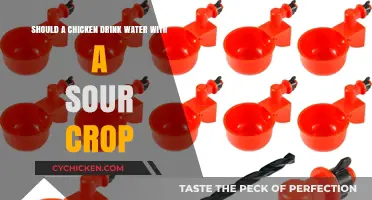 Chicken Health: Sour Crop and Water Intake