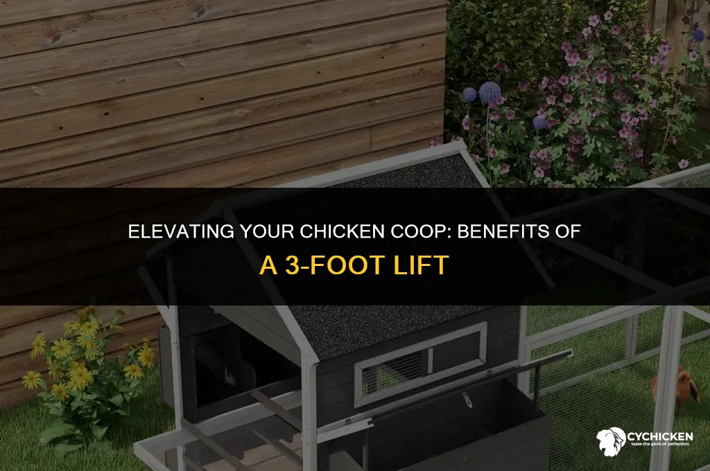 should chicken coop be three feet off ground