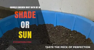 Chicken Dust Baths: Sun or Shade?