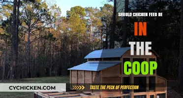 Should Chicken Feed Be in the Coop: Pros and Cons
