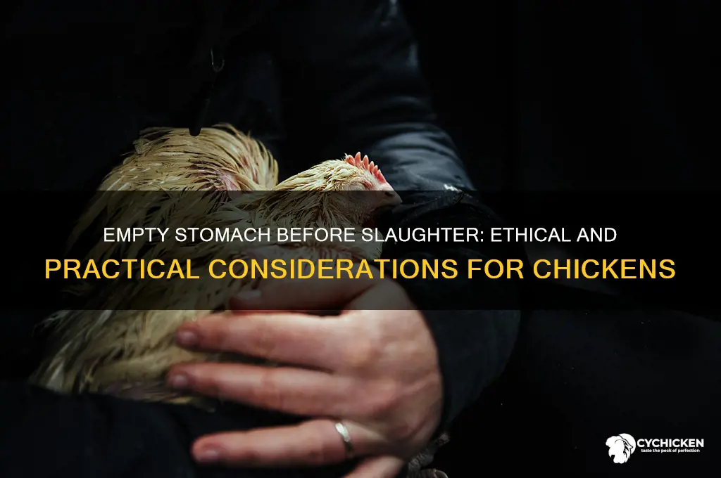should chicken have empty stomach for slaughtering