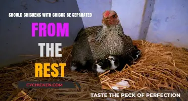 Separating Mothers: When to Isolate Brooding Hens?