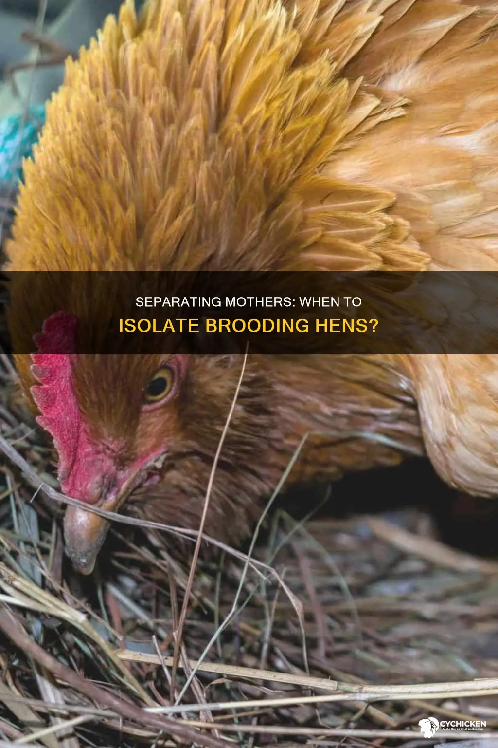should chickens with chicks be separated from the rest