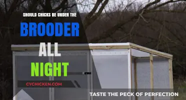Should Chicks Stay Under the Brooder Overnight? Expert Tips and Advice
