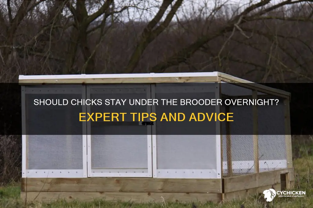 should chicks be under the brooder all night