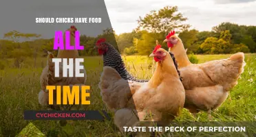 Should Chicks Have Constant Access to Food? A Balanced Approach