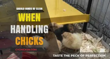 Clean Hands, Healthy Chicks: Essential Hygiene Tips for Handling Poultry
