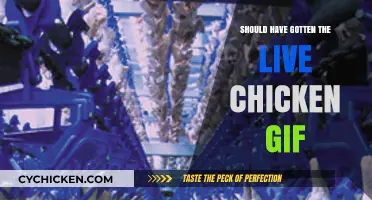 Why You Should Have Gotten the Live Chicken GIF Instead