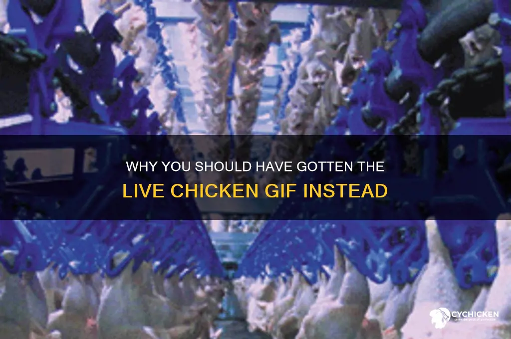 should have gotten the live chicken gif