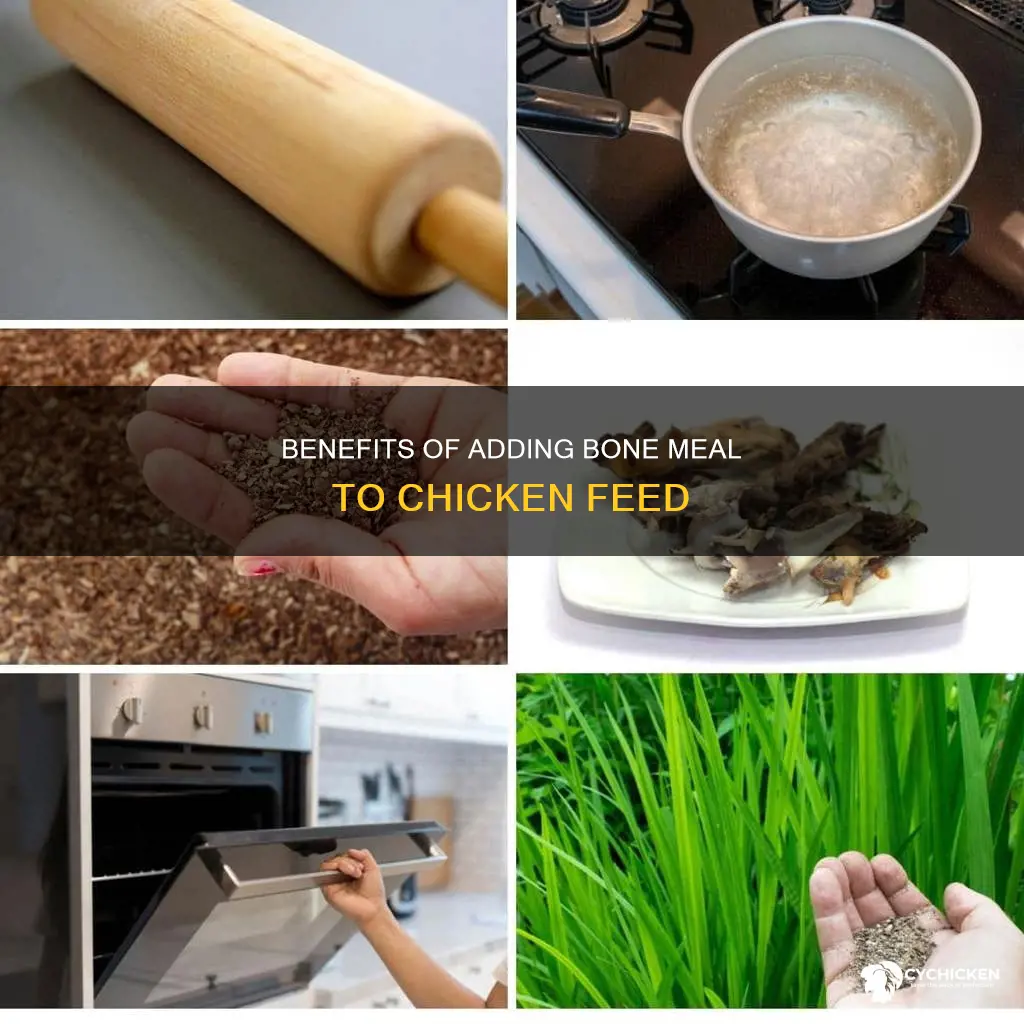 should i add bone meal to my chicken food