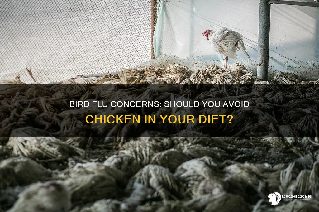 should i avoid chicken because of bird flu
