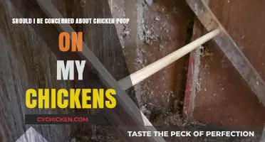 Chicken Poop: What's Normal and What's Not?