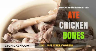 Chicken Bones: Are They Dangerous for Dogs?