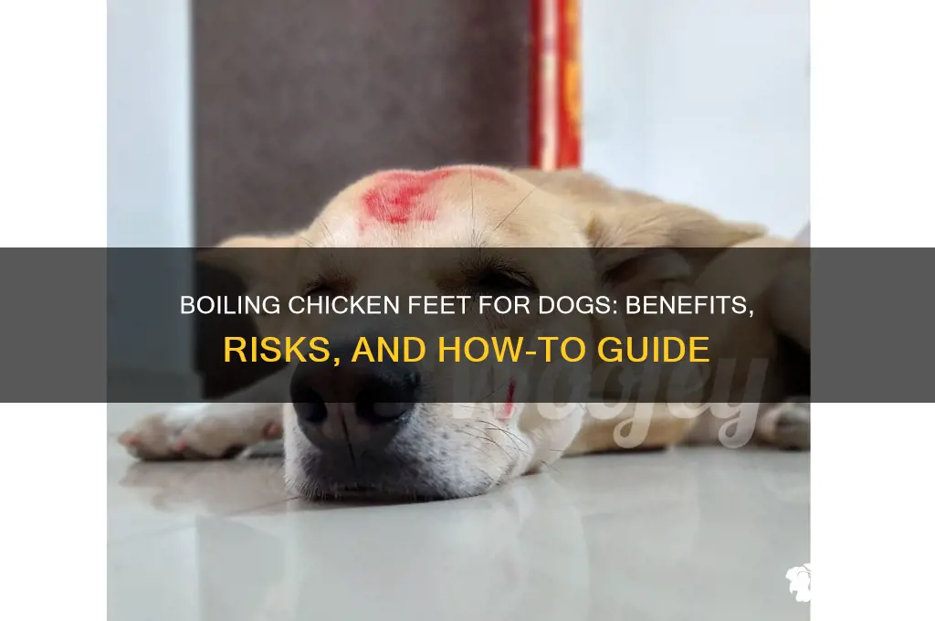 should i boil chicken feet for my dog