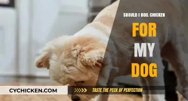 Boiling Chicken for Dogs: Safe, Nutritious, or Risky Choice?