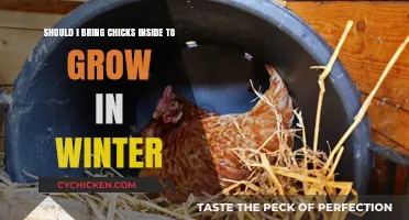 Pros and Cons of Raising Chicks Indoors in Winter