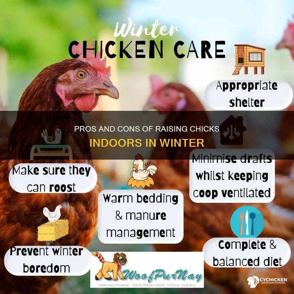 should i bring chicks inside to grow in winter