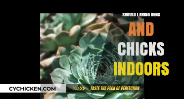 Should You Bring Hens and Chicks Indoors? A Care Guide