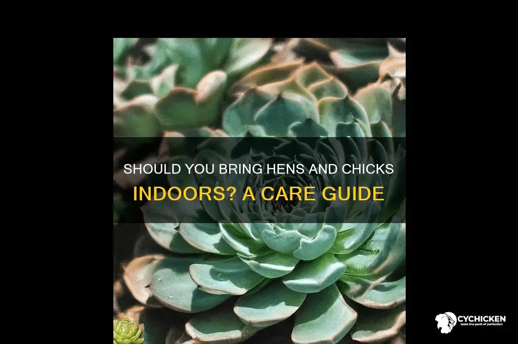 should i bring hens and chicks indoors