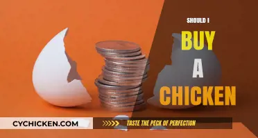 Should You Buy a Chicken? Pros, Cons, and Considerations