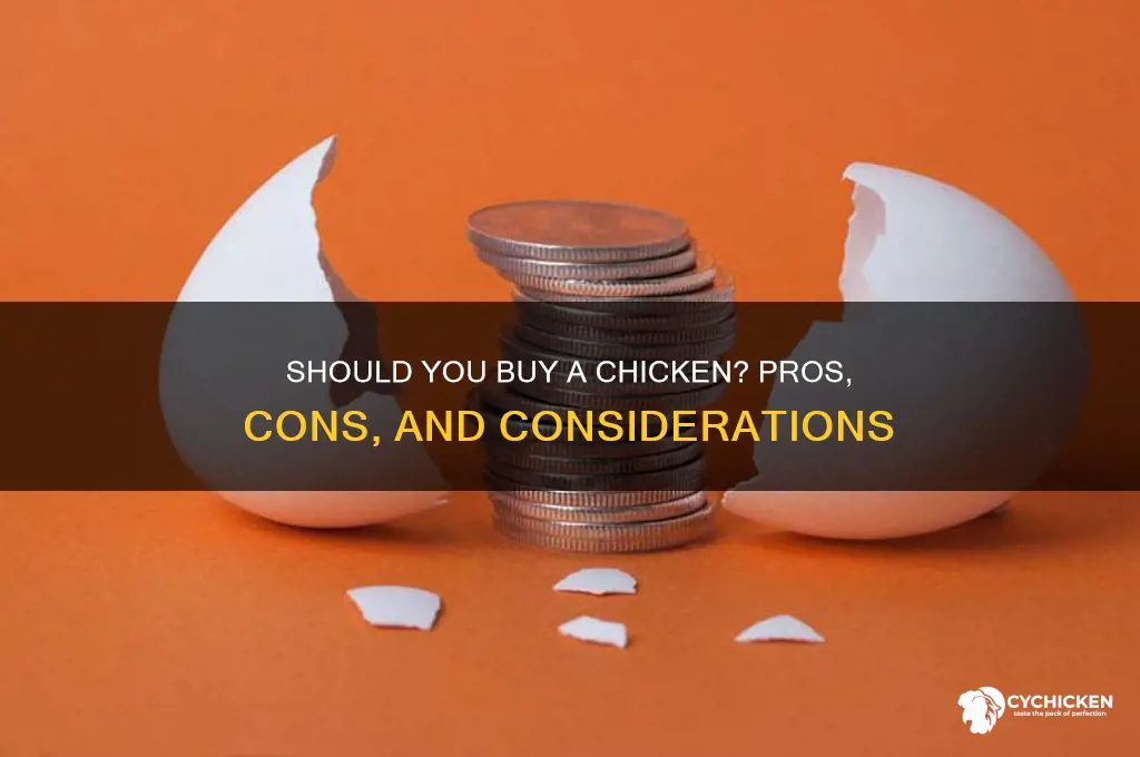should i buy a chicken