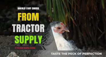 Should You Buy Chicks from Tractor Supply? Pros, Cons, and Tips