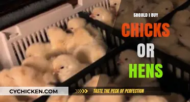 Chicks vs. Hens: Which Should You Buy for Your Flock?