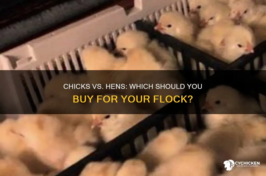 should i buy chicks or hens