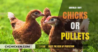 Chicks vs. Pullets: Which Should You Choose for Your Flock?