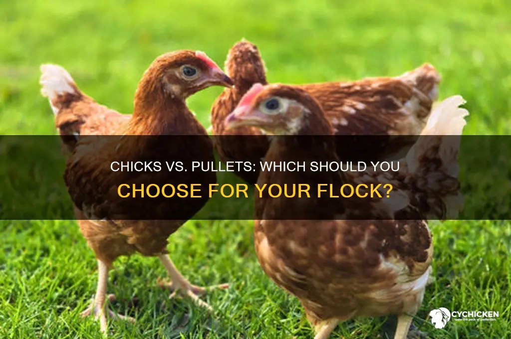 should i buy chicks or pullets