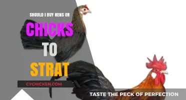 Hens vs. Chicks: Which Should You Buy to Start Your Flock?