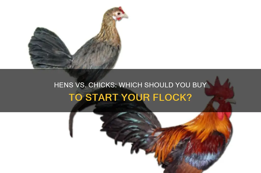 should i buy hens or chicks to strat