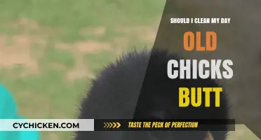 Should You Clean Your Day-Old Chick's Butt? Expert Tips and Advice