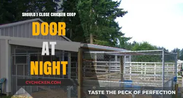 Secure Your Flock: The Importance of Closing the Chicken Coop Door at Night