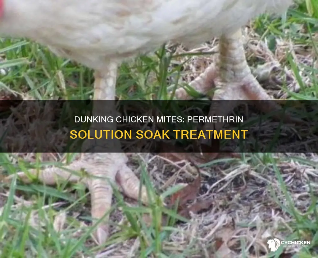 should i dunk the chicken mite treatment with permethrin solution