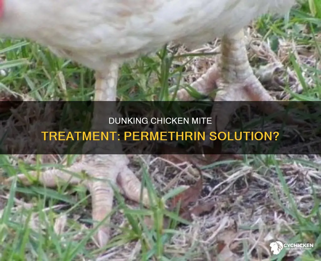 should i dunk the chicken mite treatment with permithrin solution