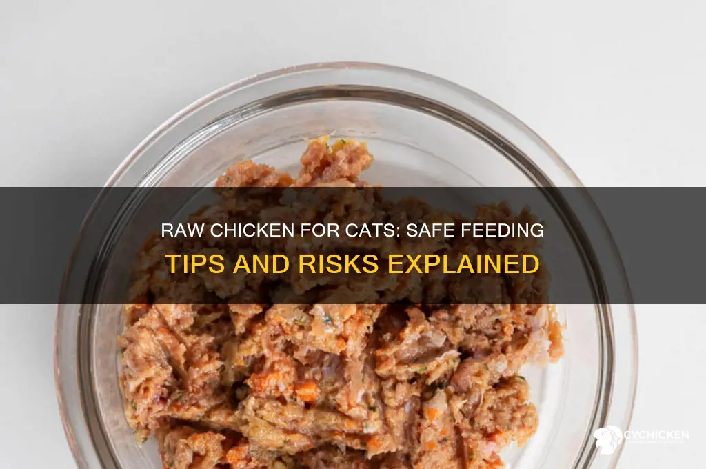should i give my cat raw chicken