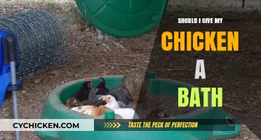 Should You Bathe Your Chicken? A Guide to Poultry Hygiene