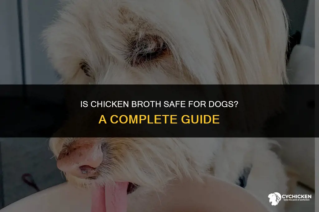 should i give my dog chicken broth